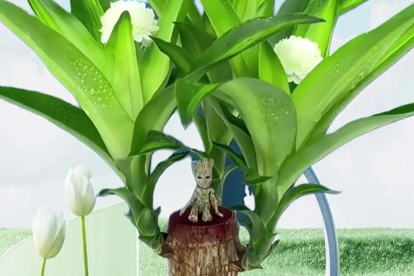 水命人可以养的植物推荐：让生活充满生机与灵气