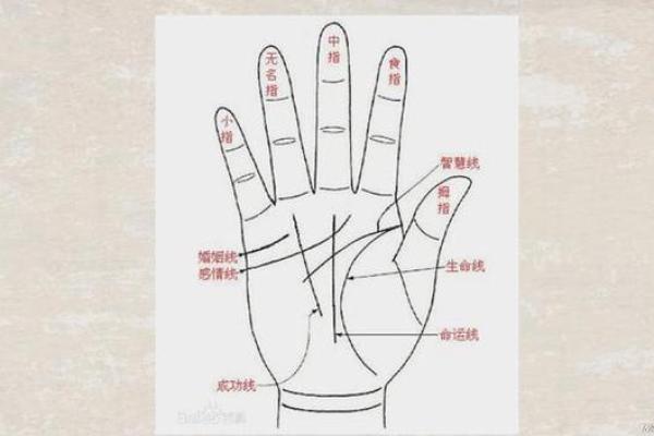 透过手掌看未来：掌纹解读你的人生轨迹与性格特色