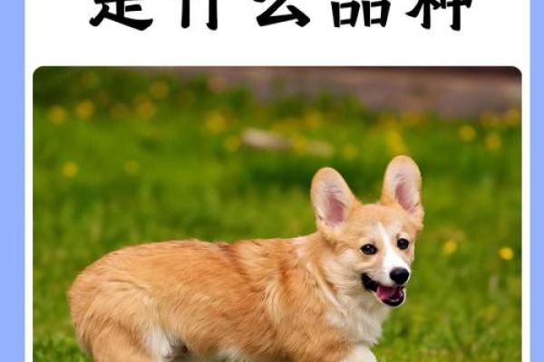 揭开2006年生肖狗的神秘面纱，透视其命运与性格