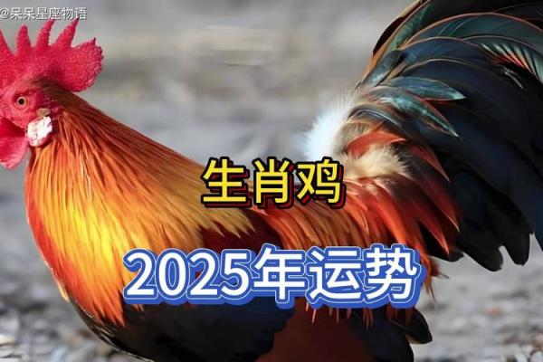 1981属鸡人命运分析：聪明灵活的他们如何在生活中展翅高飞？