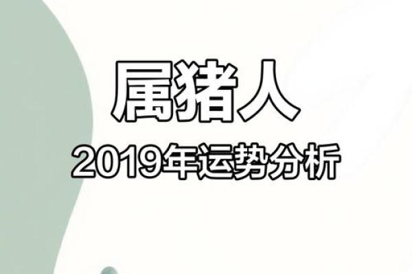 2019年属猪的命运解析：财富、事业与感情的全方位剖析