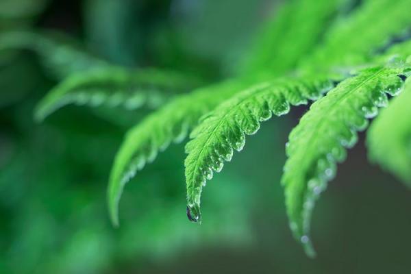 木命人士适合种植哪些树苗？带你探索绿色生机！