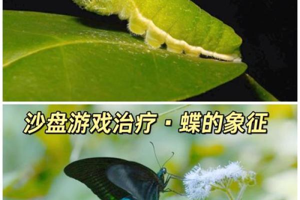 夫妻蝴蝶命的奇妙寓意与生活启示