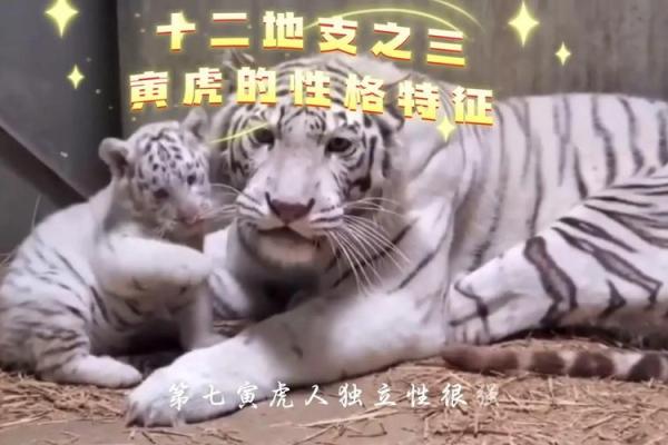 寅虎命格解析：勇敢者的背后与智慧的光辉