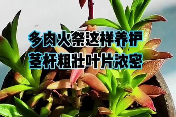 火命人适合种植的植物及其养护秘诀