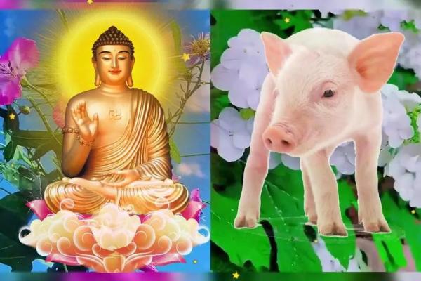 1995年属猪人的命运解析与人生智慧分享