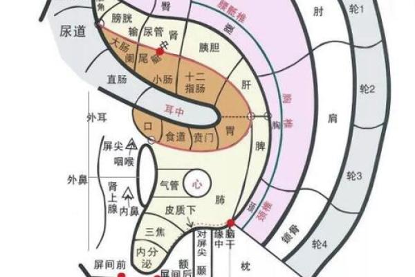 没有耳轮的人是什么命？揭秘命理与耳轮的奥秘！