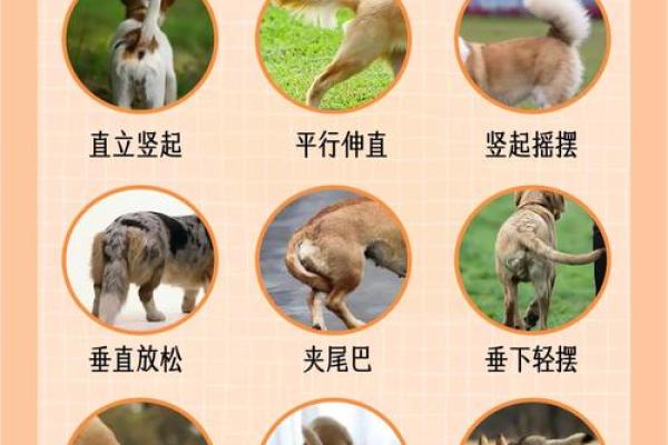 腊月出生的狗狗命运解析：每个狗狗都是独特的宝藏