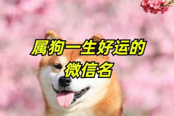 2018年狗年命名：如何为你的狗宝宝选择一个吉祥好名