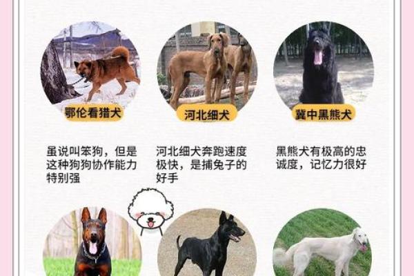 探秘2018土狗的土命特征与命运解析，解读十二生肖中的独特魅力！