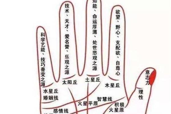 食指比中指长，命运与个性大揭秘！