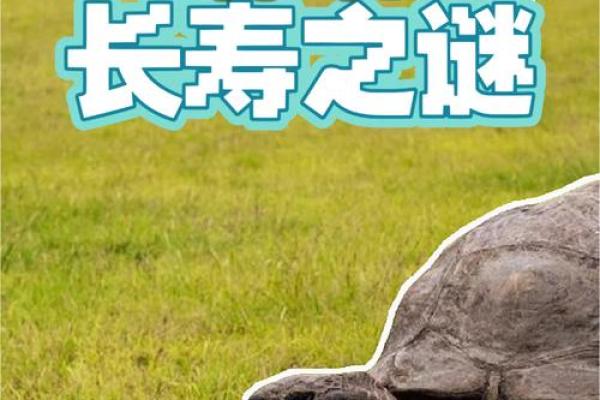 为什么传说乌龟长命百岁？探寻其背后的秘密与象征意义
