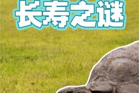 为什么传说乌龟长命百岁？探寻其背后的秘密与象征意义
