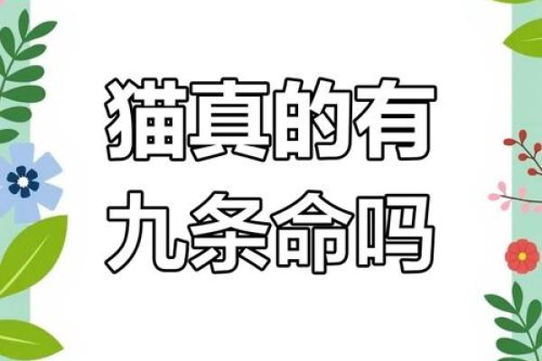 猫咪的神秘传说：为何它们被称为有九条命的动物