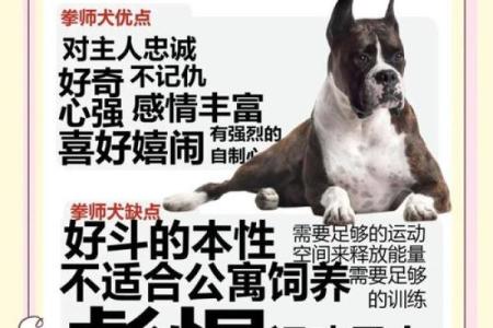 1994年出生的狗，命运与方位的奥秘探索