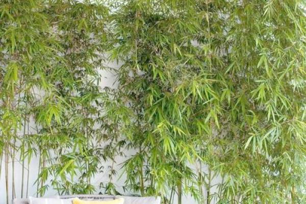 大林木命与适合的竹子搭配解析，让生活更有福气！