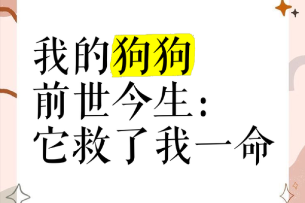 狗有七条命，究竟是怎样的命运？探寻狗狗的情感世界与生存智慧
