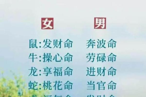 揭秘生肖17的命运：从属相看人生轨迹与性格魅力