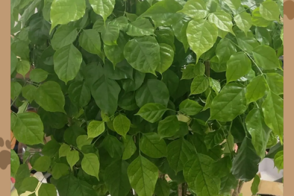 绿色命理：揭秘命里带绿的幸福与好运