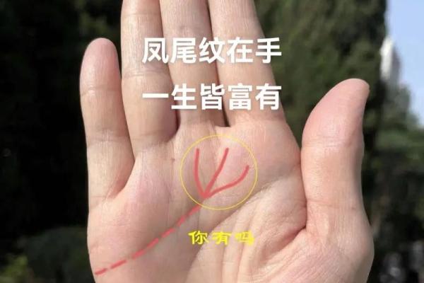 没掌纹，寻觅命格中的秘密与人生走势