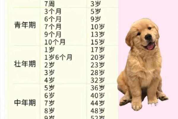 属狗的孩子命运与性格解析：快乐成长的秘诀