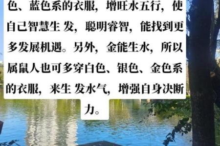 1984年属鼠人的命运解析：勇敢与智慧的结合之旅