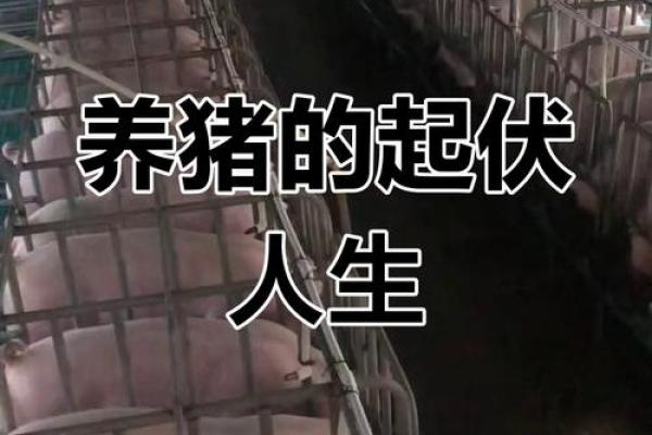 土命猪的职业选择：适合的行业与发展的道路