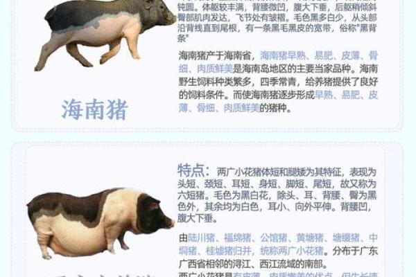 土命猪的职业选择：适合的行业与发展的道路