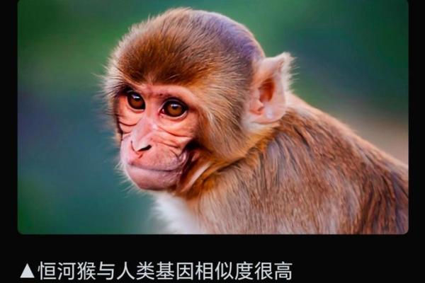 1980年出生的猴子：独具智慧与魅力的命运之旅