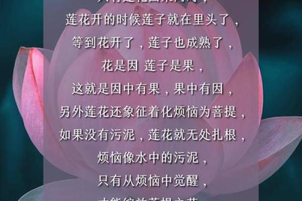 莲花出水命的寓意与人生哲学探究