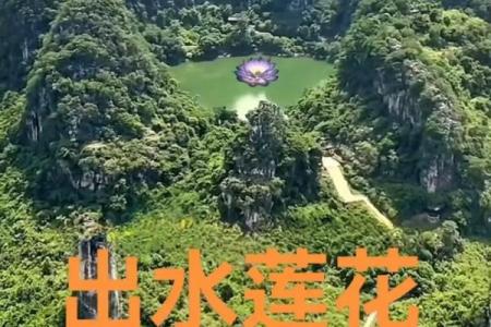莲花出水命的寓意与人生哲学探究