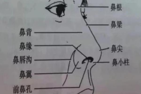 探寻鹰钩鼻与性格命运的奥秘，了解鼻相学的深层次含义