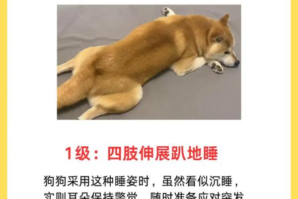 宠物健康危机：九种疾病让我们无能为力！