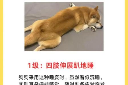 宠物健康危机：九种疾病让我们无能为力！