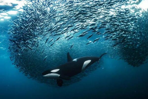探寻海中命的奥秘与意义，揭秘深海生物的神秘生活
