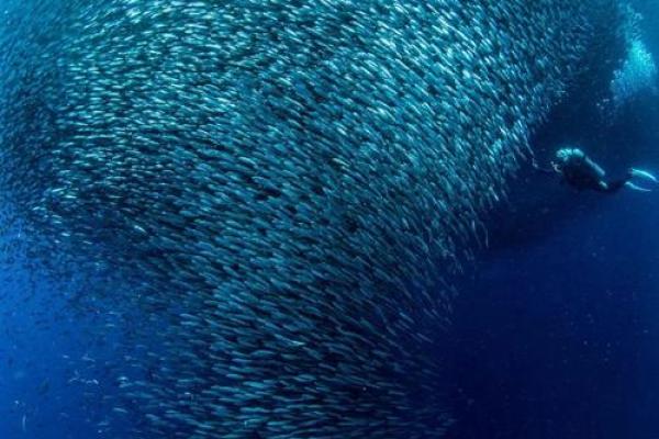 林木命适合养的鱼种推荐，助您水族箱生生不息！