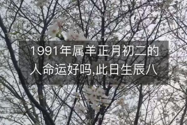 算卦与妖精命：揭开命运的神秘面纱