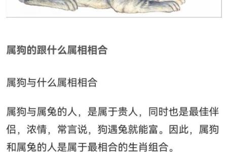了解二岁属狗的命运与性格，助你更好地了解他们的未来
