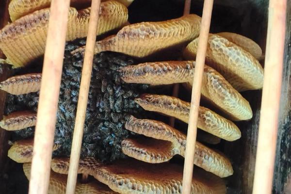 养蜂之道：成为优秀蜜蜂养殖者的必备素质与技巧