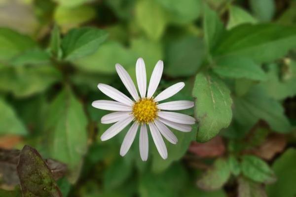 命中的缺花,如何在生活中补齐? 命中的缺花,如何在生活中补齐?