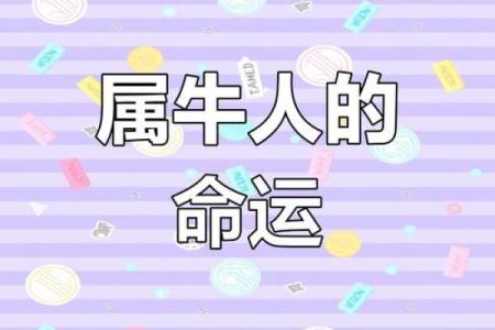 1961年属牛的命运与性格分析：勇敢踏实的一生