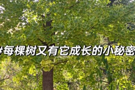 2019年木命的人生解析：探索命运之树的秘密与成长之路