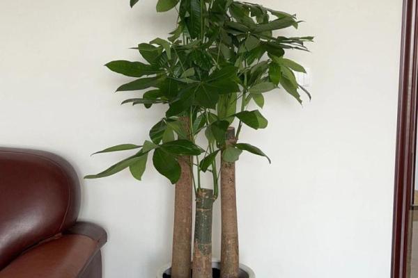平地木命人的植物选择：养什么植物最合适？