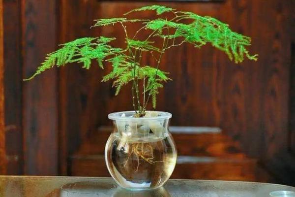 平地木命人的植物选择：养什么植物最合适？