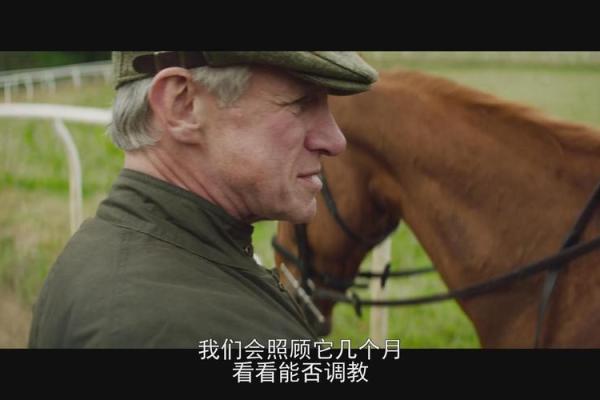 2003年出生的马：踏上命运的旅程，追逐梦想的勇者