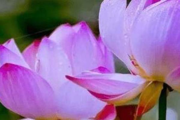 探寻1995年2月11日出生者的命运与性格魅力