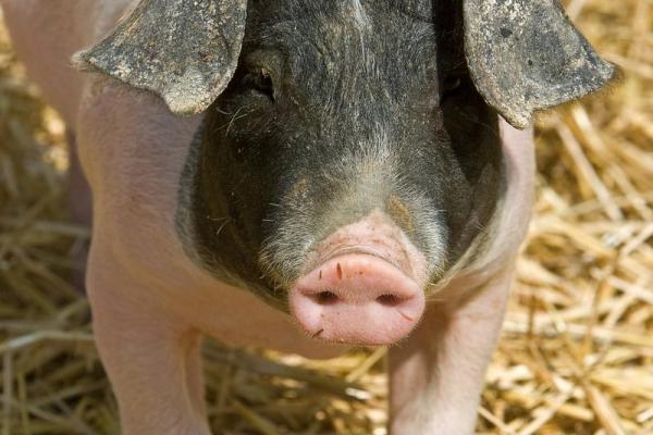 2019土猪年:命理解析与好运放送,你的属猪命该如何把握? 2019土猪年:命理解析与好运放送,你的属猪命该如何把握?