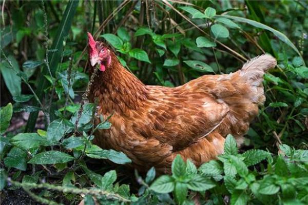 1957年属鸡的命运与个性解析:智慧与机遇碰撞的奇妙旅程 1957年属鸡的命运与个性解析:智慧与机遇碰撞的奇妙旅程