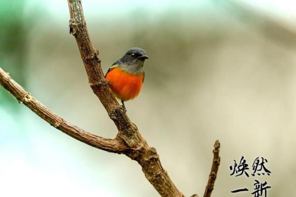 小鸟啄米：命格的象征与人生启示