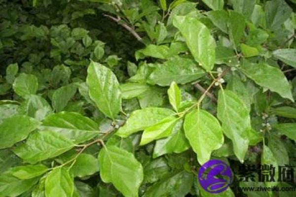 木命人肤色与运势影响解析：如何选择最旺肤色提升运势？